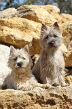 CAIRN TERRIER 076